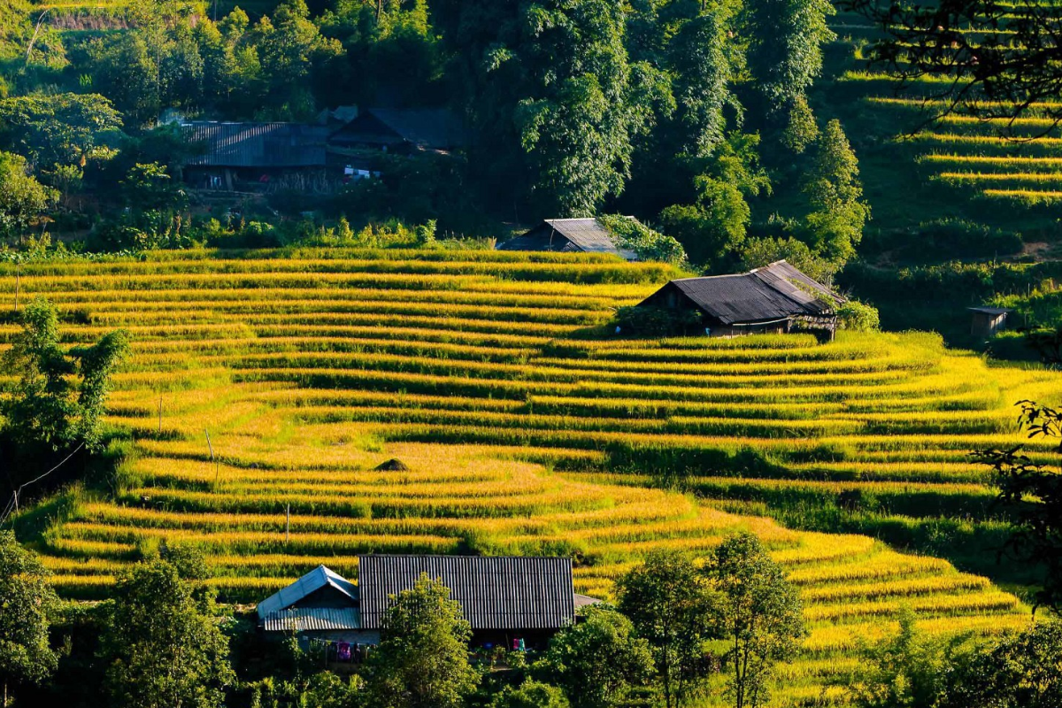 Golden rice terraces in Muong Hoa Valley during the autumn harvest season, viewed from a mountain trail